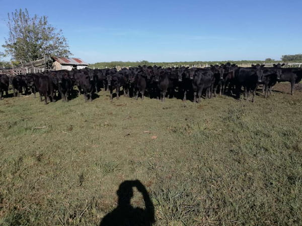 Lote 60 Terneros/as en Concordia, Entre Ríos