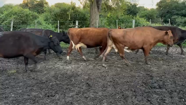 Lote 100 Vacas CUT con cría