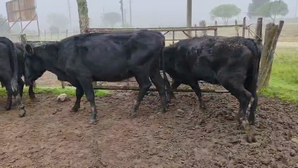 Lote 5 Vaca 400kg - , San José