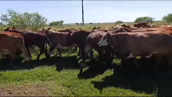 Lote 47 Novillos en Corrientes, Mercedes