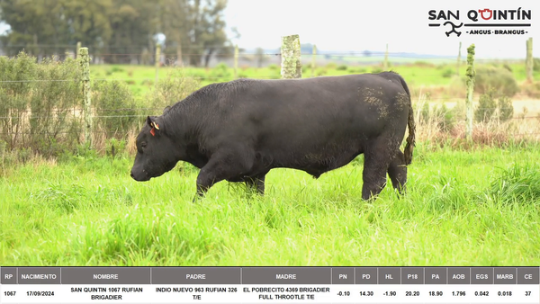 Lote ABERDEEN ANGUS PI
