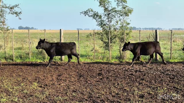 Lote 60 Terneras