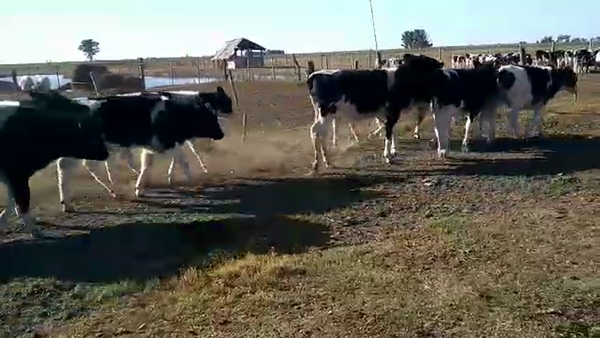 Lote Terneros/as en Las Palmeras, Santa Fe
