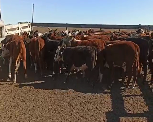 Lote 55 Novillitos en San Salvador, Entre Ríos