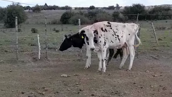 Lote VACAS INDUSTRIA