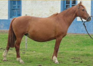 Lote CANTORA DE LA LEGUA