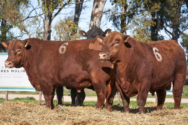 Lote "TRES MOLINOS" TOROS P.C