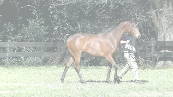 Lote DUNNE SI (SILENTIO -  DUNNE ROYAL)