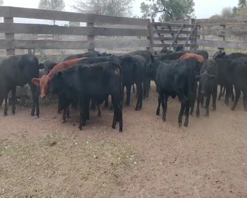 Lote 115 Terneras en Pampa de Los Guanacos, Santiago del Estero