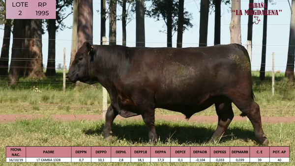 Lote ABERDEEN ANGUS PEDIGREE