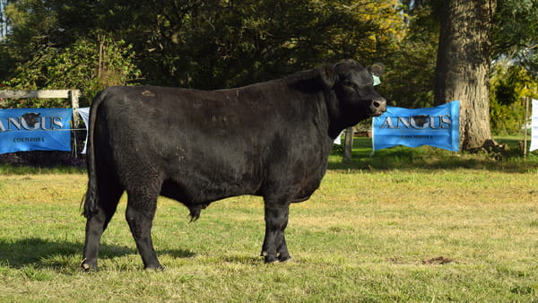 Lote CABAÑA COEMBOTÁ: RP 205