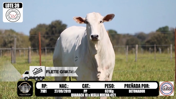 Lote LOTE 39  RP 7181