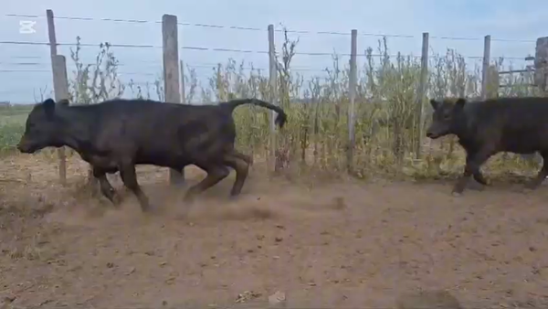 Lote 125 Terneros/as