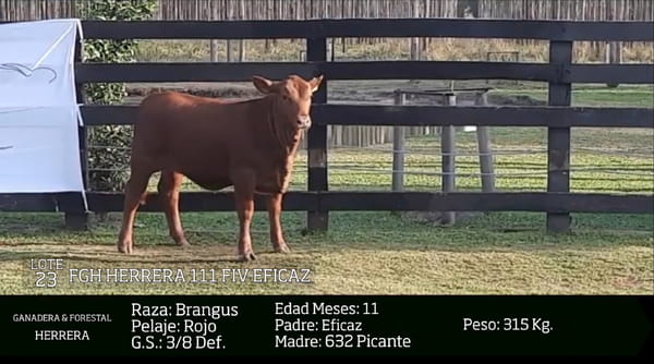 Lote Reproductores Altohondo - Lote 23