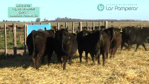 Lote VAQUILLONAS P.C. 15 MESES - PREÑADAS - PARICION PRIMAVERA