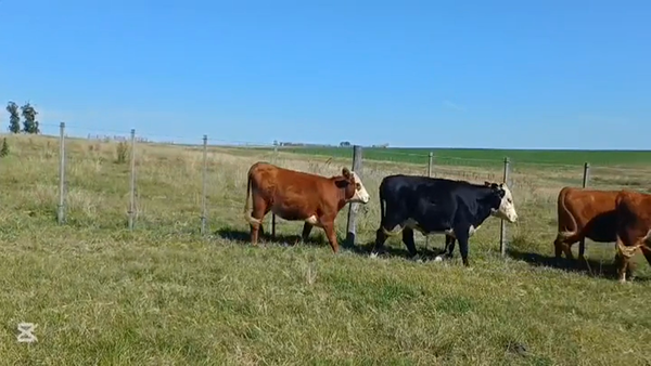 Lote VAQUILLONAS ENTORADAS