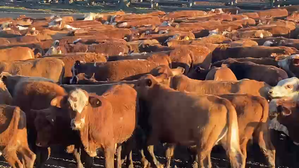 Lote 300 Terneros en Gral. San Martín, Chaco