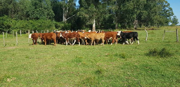 Lote 60 Terneros en Esquina, Corrientes