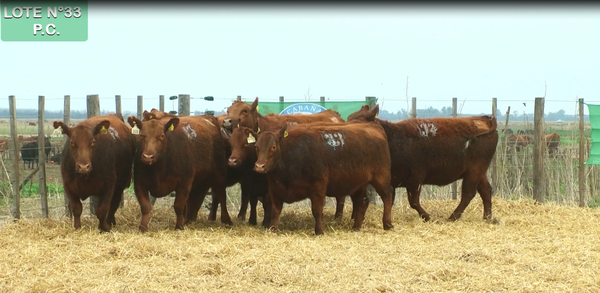 Lote VAQUILLONAS P.C. 15 MESES - PREÑADAS - PARICION PRIMAVERA