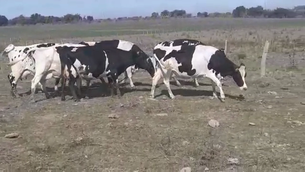 Lote VACAS INDUSTRIA