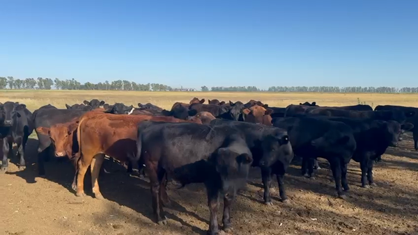 Lote 100 Novillitos en Gral. Villegas