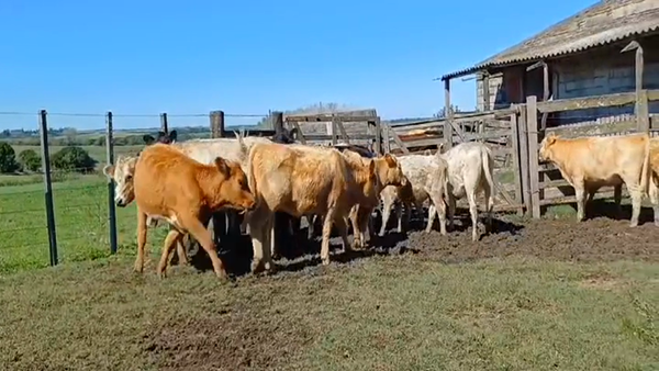 Lote 18 Terneras CHAROLAIS - ANGUS/ RA - CRUZAS 180kg -  en COSTAS DEL ROSARIO