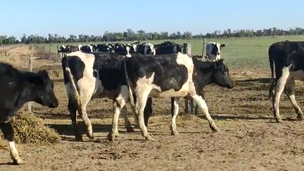 Lote El Nono S.A - Terneras