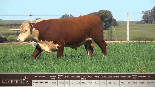 Lote MMCC CARDENAL 8773