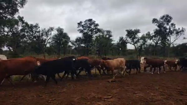 Lote 170 Vaquillonas en Salta, Tolloche