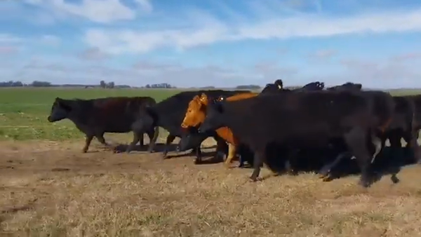 Lote Vacas negras Angus de La Colonia Esain