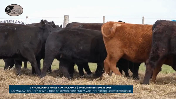 Lote MONTE CALDEN |  3 vaquillonas puras controladas