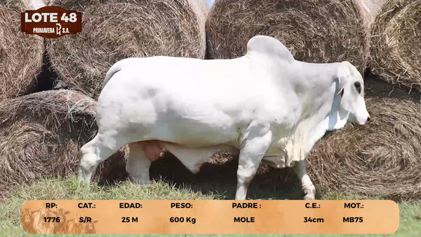 Lote LOTE 48