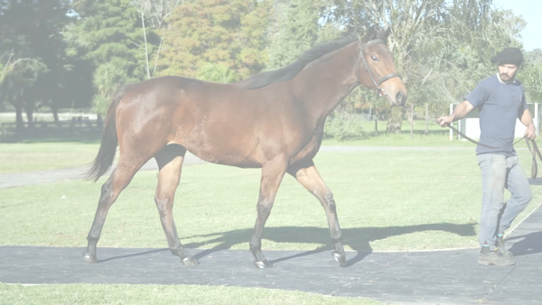 Lote EMBROMITA (STORM EMBRUJADO -  EMBROMA)
