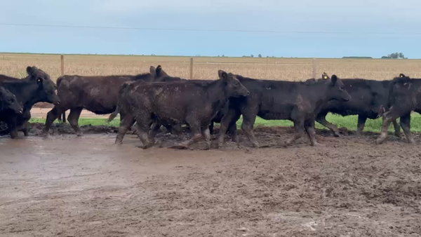 Lote 130 Terneros/as en Gral.  Pintos