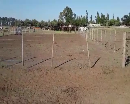 Lote 10 Vaquillonas en Buenos Aires, Mayor Buratovich