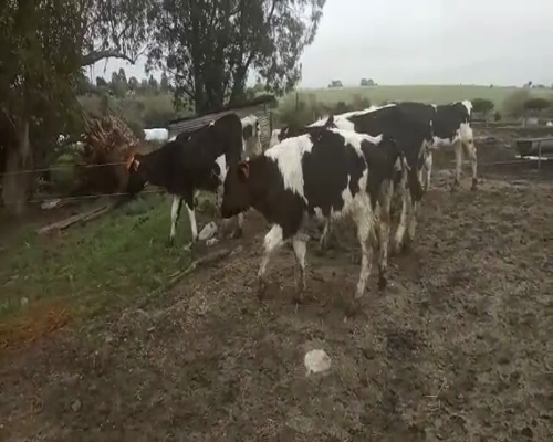 Lote 9 Terneros HOLANDO 160kg - , San José