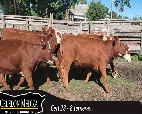 Lote (Vendido)8 Terneras 6 HE X RA,  1 HE Y 1 RA 250kg - , Colonia
