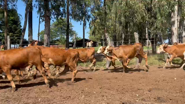 Lote 115 Terneros en Corrientes, Col. Libertad