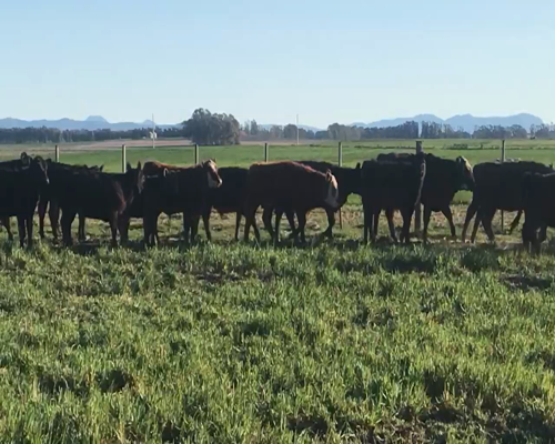 Lote Terneros/as en Coronel Suarez, Buenos Aires