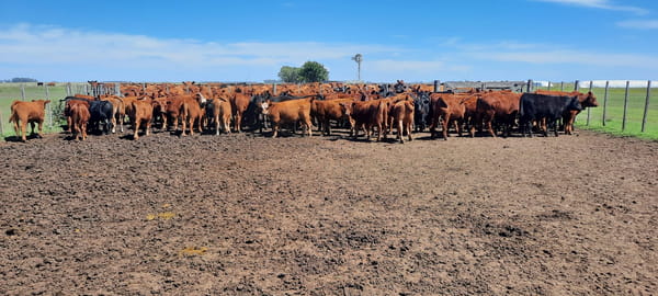 Lote 70 Terneros en Gral. Lamadrid, Buenos Aires