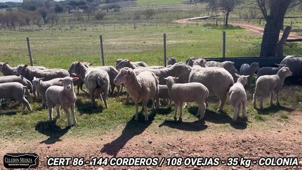 Lote 252 Ovejas piezas de cría en Colonia