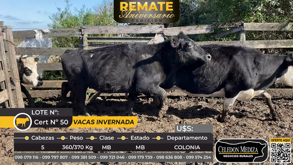 Lote 5 Vacas de Invernada en Colonia