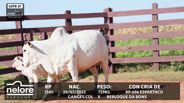 Lote LOTE 21