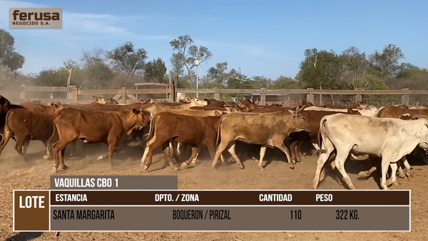 Lote LOTE 7 - 110 VAQUILLAS CBO 1