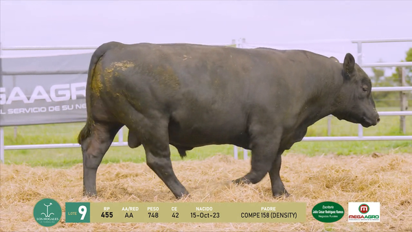 Lote 2 Toros, Flores