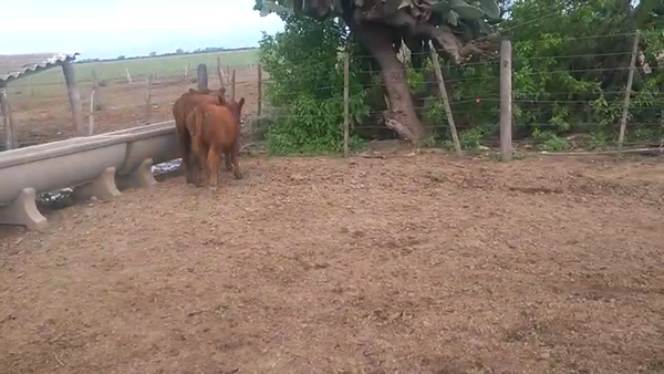 Lote 9 Terneros en Santa Fe, Lehmann