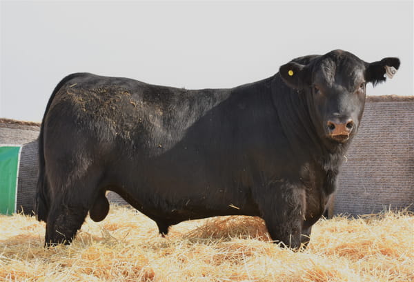 Lote TOROS PC