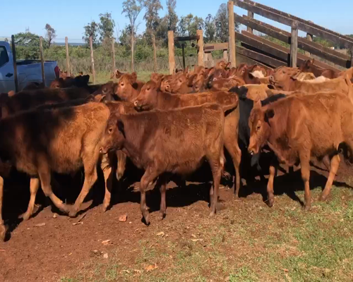 Lote 70 Terneros en Ituzaingó, Corrientes