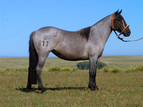 Lote Atormentada Salpay