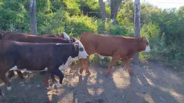 Lote 120 Terneros/as Braford en San Justo, Santa Fe